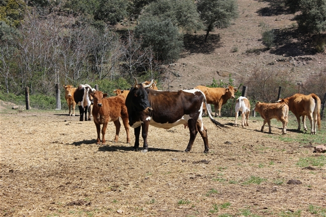 GDR Subbética invitado a participar en el Aula de Agroecología de la Consejería